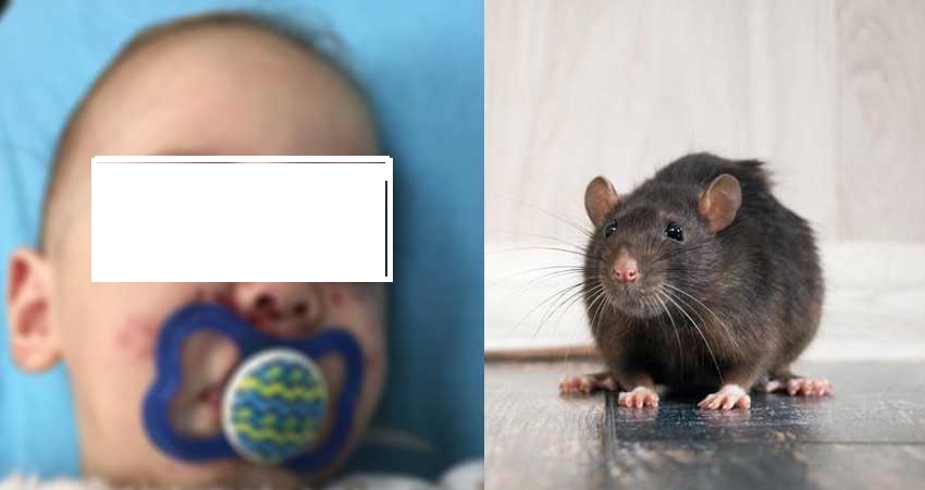 وفاة الرضيع الذي هاجمه فأر في مستشفى القصرين..