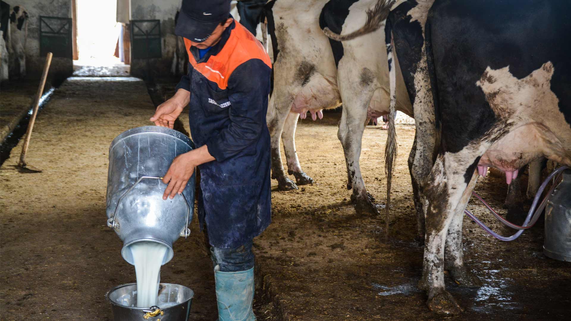 اتحاد الفلاحين: إخلال الحكومة بالتزاماتها وراء أزمة الحليب