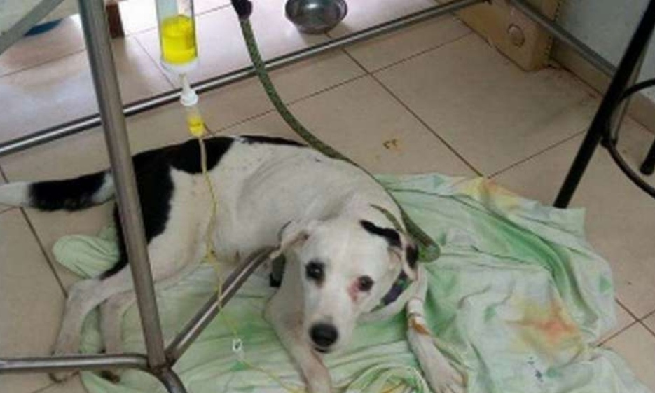 وضع كلب في الحجر الصحي للاشتباه في إصابته بكورونا