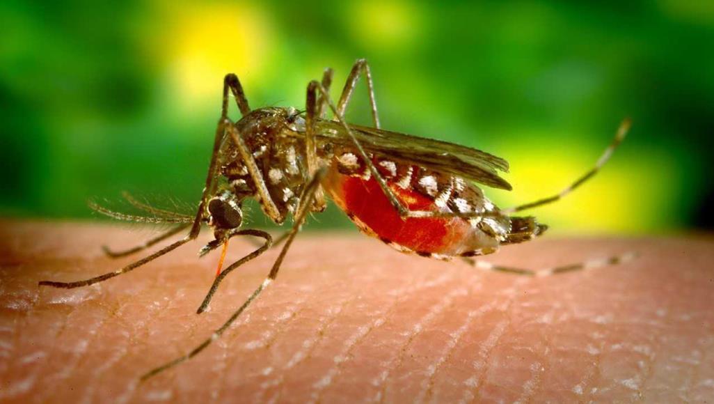 هل البعوض ينقل فيروس كورونا ؟
