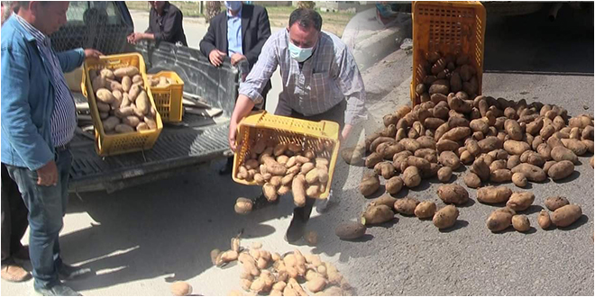 جندوبة: فلاحون يتلفون كميات من البطاطا في الطريق العام