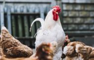 الجزائر :إعدام مئات الطيور بعد اكتشاف بؤرة لإنفلونزا الطيور