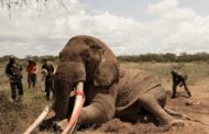 افريقيا تودع واحدًا من آخر الفيلة ذات الأنياب العظيمة