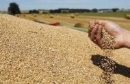 بزيادة 9 بالمائة: وزارة الفلاحة تقدر ارتفاع صابة الحبوب بنحو 18 مليون طن