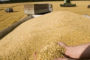 الأمن الغذائي: تجميع 5.3 مليون قنطار من الحبوب !!