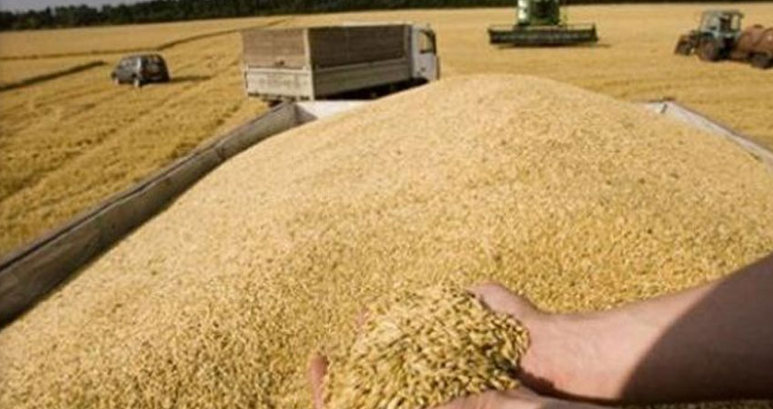 الأمن الغذائي: تجميع 5.3 مليون قنطار من الحبوب !!