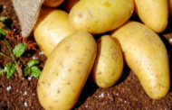 اتحاد الفلاحة: سيتم تسجيل نقص في مادتي البطاطا والبصل بحوالي 20 % خلال رمضان