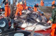 تحديد هامش ربح أقصى لتوزيع منتجات الصيد البحري بالتفصيل