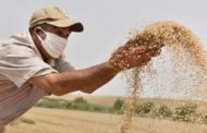 القصرين: انعدام إنبات الحبوب المطرية خلال الموسم الفلاحي 2022 -2023 نتيجة إنحباس الأمطار